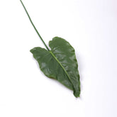 1 x Real Touch Calla Lily Leaf 77cmH